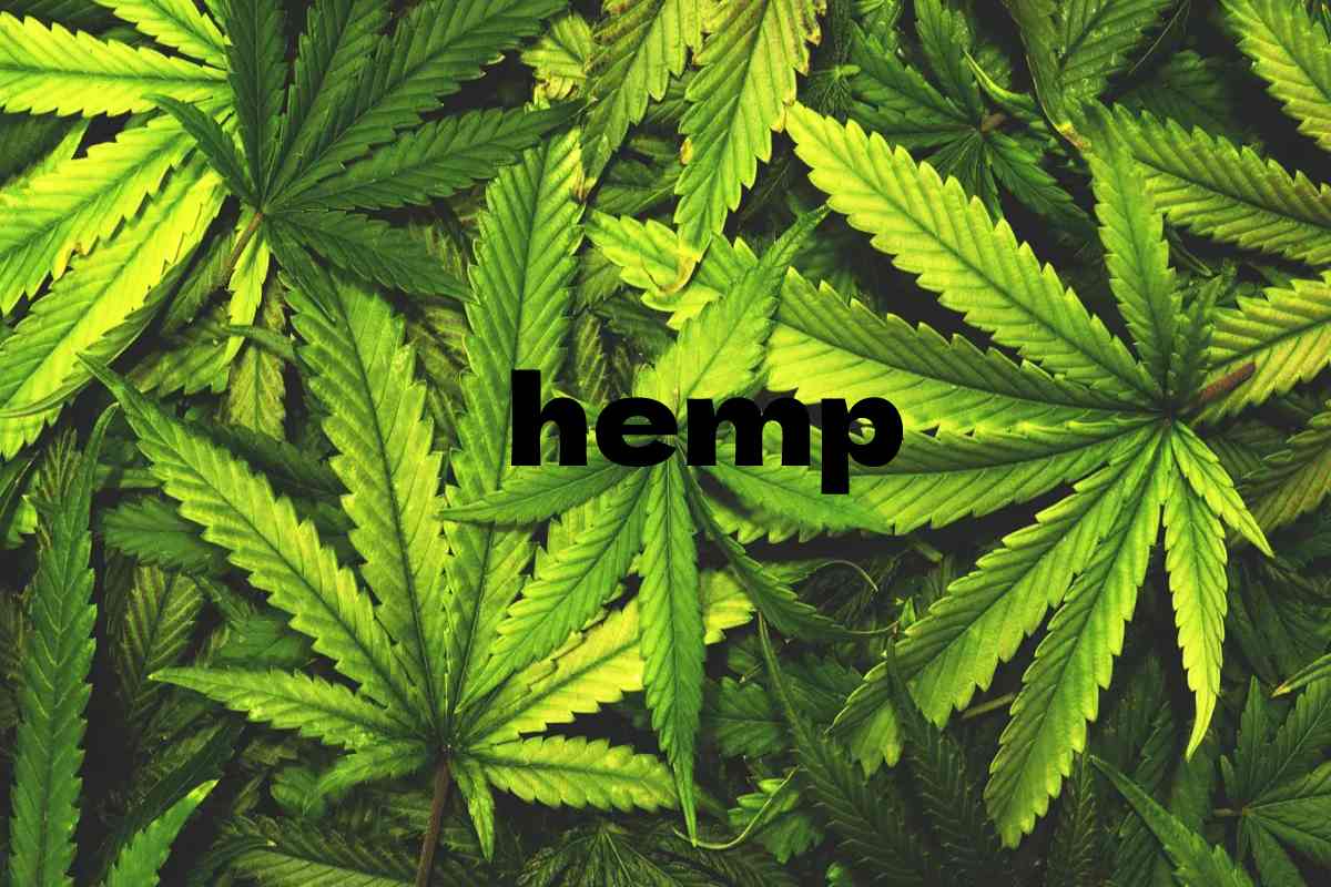  What is Hemp? – Definition, Differences, Advantages, and More