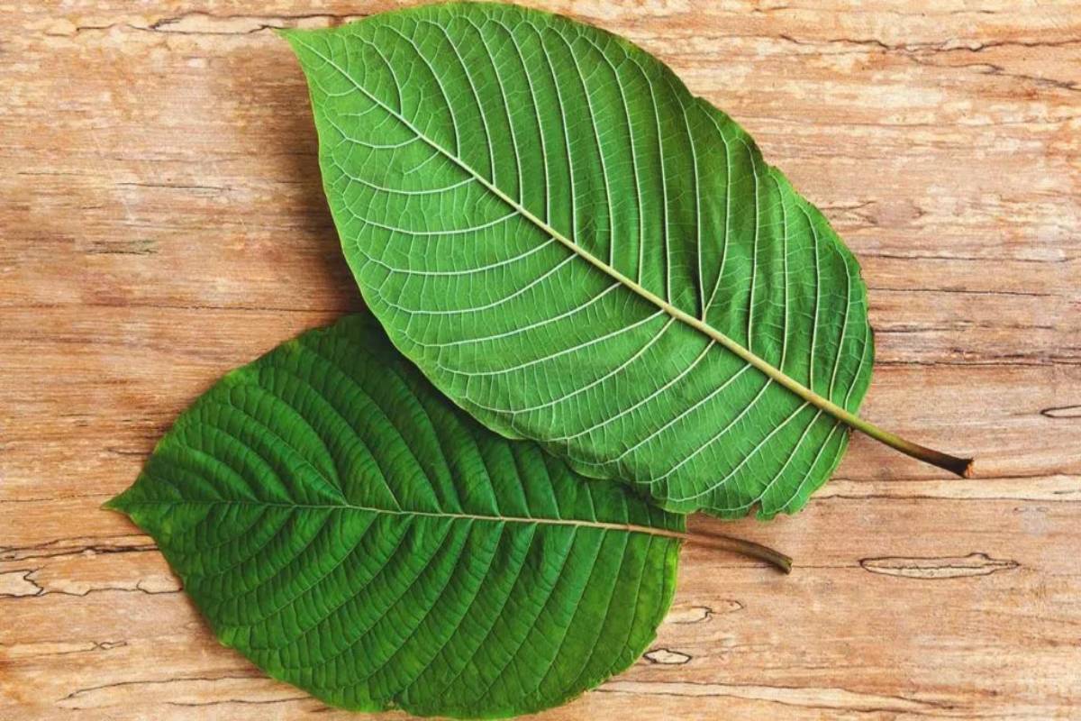  What is Kratom? – Definition, Effects, Varieties, and More