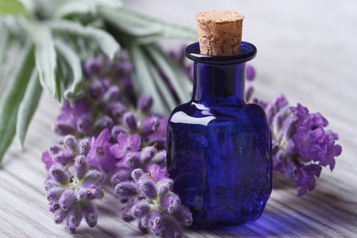  What is Lavender Oil? – Definition, Improves, Usage, and More