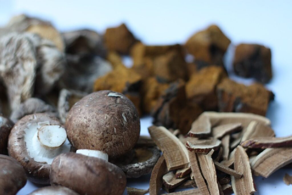Buy Chaga Mushroom Extract In Sydney – Sahroomunity