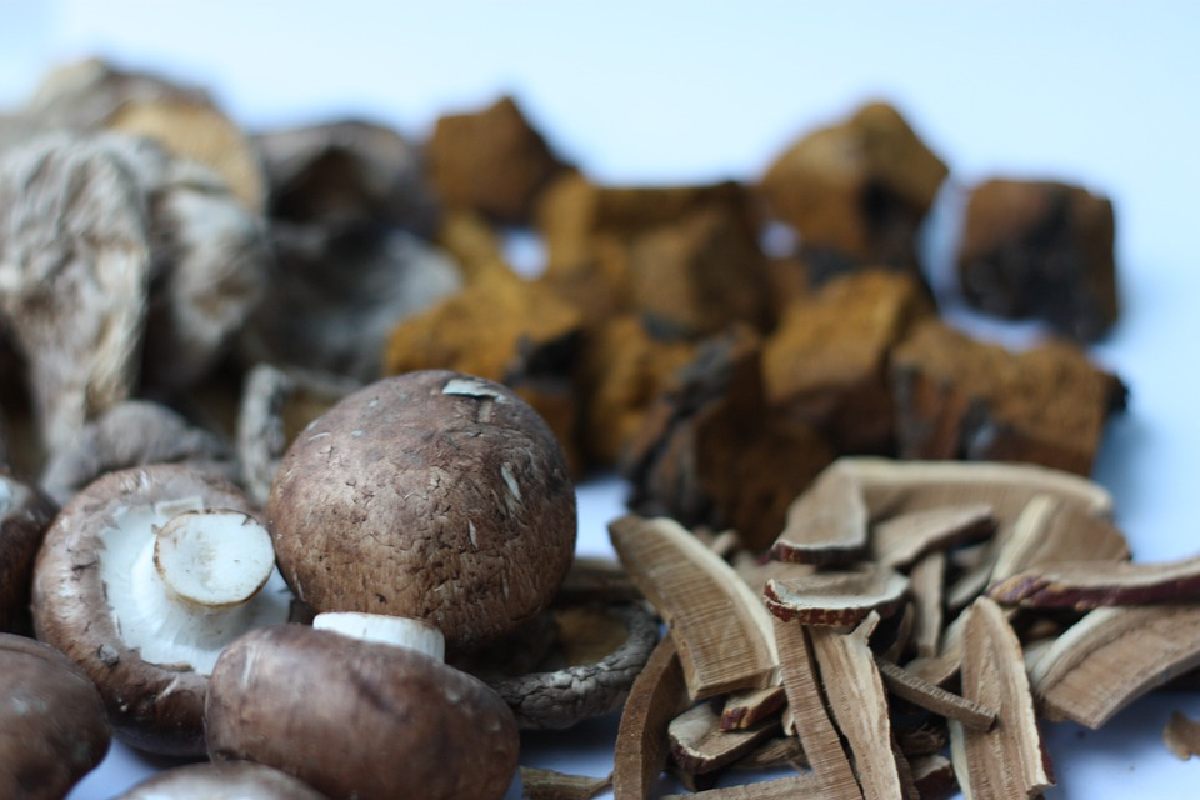  Buy Chaga Mushroom Extract In Sydney – Shroomunity