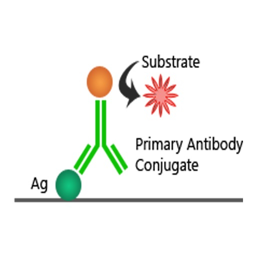 Direct ELISA Principle - ELISA Tests and Their Mechanisms Explained