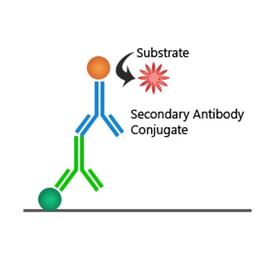 Indirect ELISA Principle - ELISA Tests and Their Mechanisms Explained