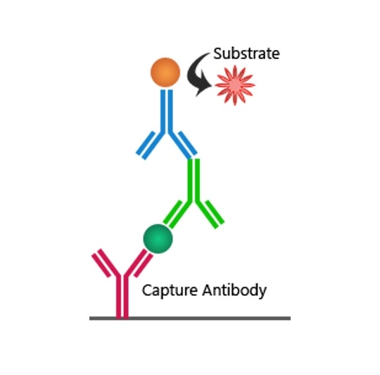 Sandwich ELISA Principle