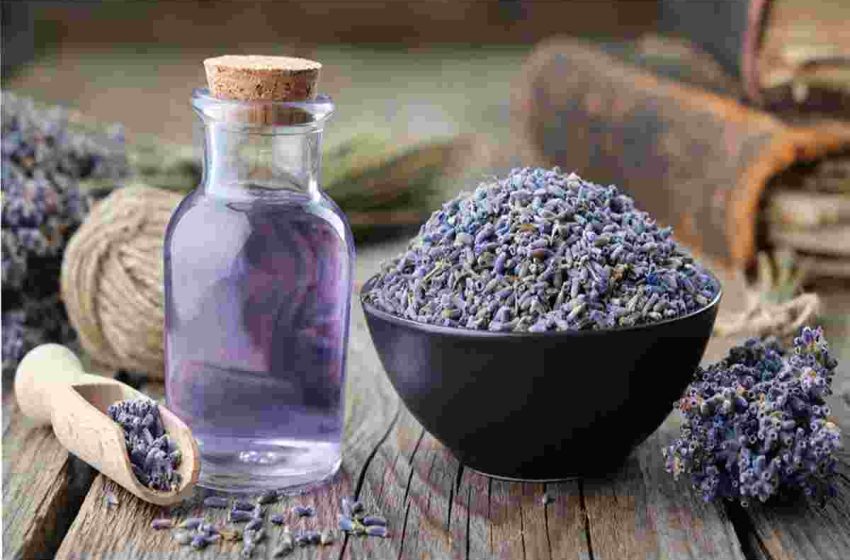 What is Lavender Oil? – Definition, Improves, Usage, and More